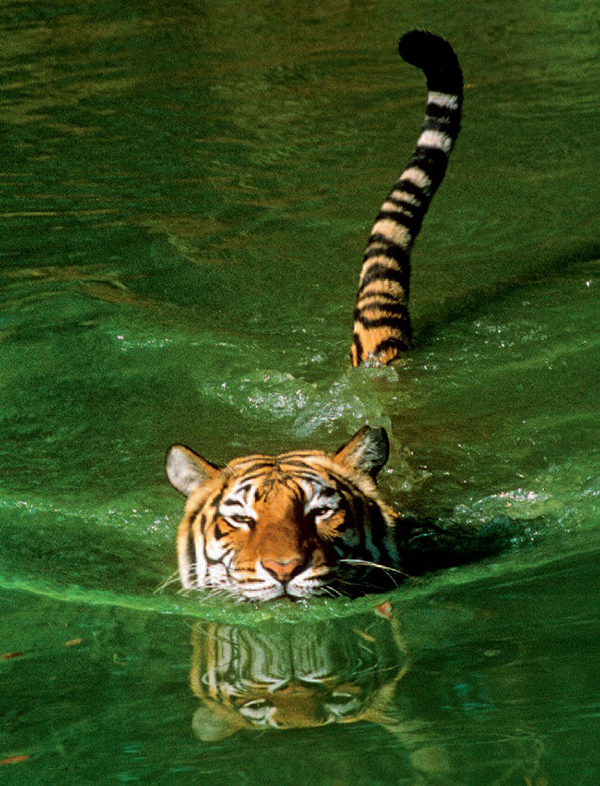 关于孟加拉主河国家赛，放健康威力的信息